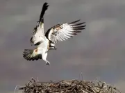 Cors Dyfi Nature Reserve: Ospreys, Beavers, and Homemade Cakes