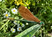 Country Diary: A Close-Up View of a Shimmering Demoiselle Damselfly