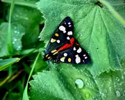Country diary: Bright and bohemian scarlet tiger moth in Shropshire