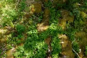 Country Diary: Limestone Pavement Revelations in Wharfedale