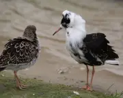 Country Diary: Watching the Ruffs Strut Like Ludicrous Walter Raleighs