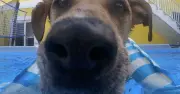 Couple Adopts Rescue Puppy, Gets Big Surprise as She Grows Up