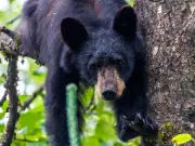 Couple Attacked by Bear While Saving Dogs in California