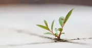 Couple's Dream Home Turns Into Nightmare After Plant Invades Floorboards