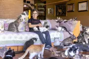 Crazy Cat Lady Stereotype Debunked: The Social Science Behind the Love for Cats