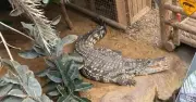 Crocodile Attack on 3-Year-Old Boy at Cambridgeshire Zoo: Man Deemed Unfit for Interview