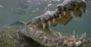 Crocodile Drags Man to Death at Mexican Resort Beach
