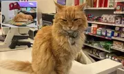 CVS Bans Beloved Cat 'Nutmeg' from Store After Complaint