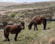 Dartmoor Pony Cull Proposal Sparks Urgent Call for Livestock Rule Change