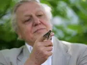 David Attenborough Urges Gardeners to Plant Butterfly Bush for Butterflies