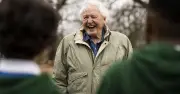 David Attenborough's Key Tip for Attracting Butterflies to Your Garden This Summer