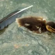 Dead duckling found in Trump's 'improved' reflecting pool after bleach use