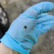 Deadly Tick-Borne Powassan Virus with No Cure Spreading in US
