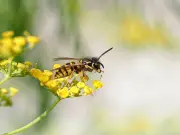Deter Wasps from Gardens and Homes with Simple 10p Household Item