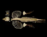 Digital Skeleton of Rare Vaquita Created to Aid Conservation