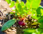 Direct Sow Vegetables This Summer for Faster Growth