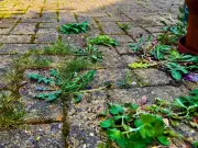 Ditch Vinegar and Salt: Best Natural Way to Remove Weeds from Patios