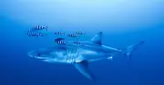 Diver captures first underwater footage of adult Great White shark in Mediterranean