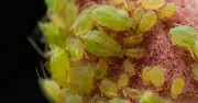 DIY 2-Ingredient Spray Makes Aphids Slide Off Roses Instantly