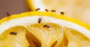 DIY Fruit Fly Trap That Costs Less Than 5p and Works Instantly