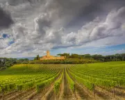 DNA from 2,000-Year-Old Grape Seeds Reveals Origins of Modern Winemaking