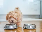 Dog Bad Breath Could Signal Heart or Kidney Disease, Vet Warns