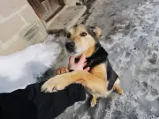 Dog Expert Reveals Heartbreaking Gesture That Signals Canine Depression
