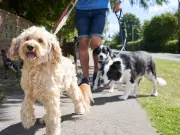 Dog Lover Tells Owner to 'Take Off Shoes and Socks' in Heatwave