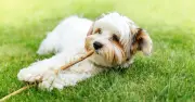 Dog Owners Urged to Do 5-Second Pavement Test to Prevent Heatstroke in Heatwave