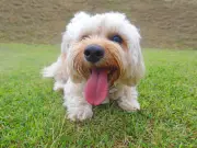 Dog Owners Warned: Follow 'Seven Second Rule' During UK Heatwave