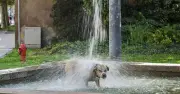 Dog Owners Warned of 5 Heatstroke Signs as UK Braces for 37C