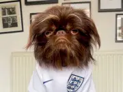 Dog Predicts England World Cup Win, Goes Viral on Instagram