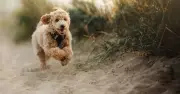 Dog Trainer Warns of 'Silent Killer' Sand Impaction for Pets