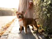 Dog Walking Heatstroke Risk Starts at 20C, Experts Warn UK Owners