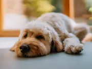 Dog Walking Temperature Chart: Liverpool Heatwave Safety Guide