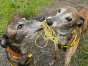 Dogs Trust West Calder Seeks Home for Bonded Greyhound Duo 'The Pasta Girls'