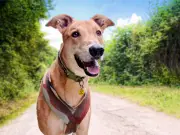 Dogs Trust West Calder Warns of Scorching Pavements During Hot Weather