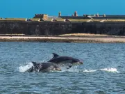 Dolphin pod in Moray Firth harassed by boat with Norwegian flag