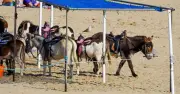 Donkey Rides on Popular UK Beach Banned Forever After 100 Years