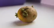 Don't Toss Old Potatoes: Gardener Reveals Clever Garden Use