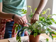 Drought-Tolerant Houseplants That Survive Weeks Without Water