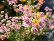 Easy-Grow Astrantia Major Blooms All Summer, Expert Advises