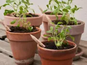 Eco-Friendly Pencils That Grow Wimbledon Strawberries Make Perfect Teacher Gift