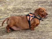 Edinburgh Named UK Dog Obesity Capital with 86% Overweight Pets