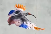 Eight Crested Ibises Released in Japan Decades After Extinction