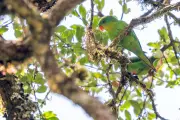 Elusive Blue-Fronted Lorikeet Rediscovered on Remote Indonesian Island After Century
