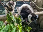 Endangered Lemur Trio Born at Blair Drummond Safari Park