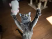 Evening Habit Could Help Cats Live Longer, Experts Say