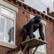 Evicted Gorilla Statue Caesar Finds New Home in Mayfair's Flight Centre