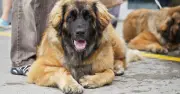Expert Lists 26 High-Energy Dog Breeds That Need the Most Exercise